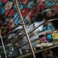 عروس هلندی دستی ۴یک جفت سر تخمن و|پرنده|خمک, |دیوار