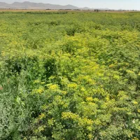 عسل ارگانیک