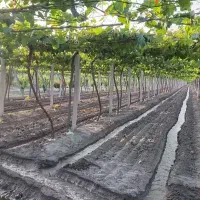 خدمات کشاورزی وباغبانی وگیاهان خانگی وگلخانه ای|خدمات باغبانی و درختکاری|کاشان, ۲۲ بهمن|دیوار