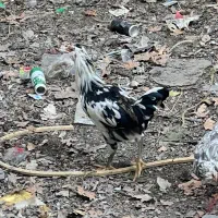 خروس گلین ۵ ماهه|حیوانات مزرعه|شهریار, کهنز|دیوار