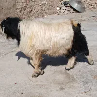 بز بزغاله بز ماده ساورین|حیوانات مزرعه|دالاهو, |دیوار