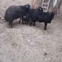 سه راس  گوسفند نرجوان خوش رنگ|حیوانات مزرعه|موچش, |دیوار