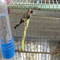 سهره جوجه قفس|پرنده|بروجرد, |دیوار