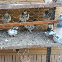 پاکستانی فروشی|پرنده|بندرعباس, |دیوار