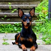 سگ دوبرمن مینیاتوری وارداتی آلمانی معاوضه