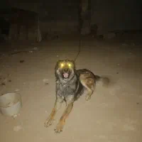 سگ نگهبان ب ضمانت