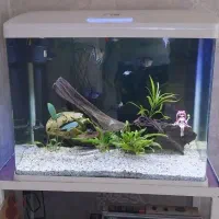 آکواریوم شیشه خم|ماهی|شیراز, نصر|دیوار