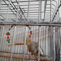 عروس هلندی ماده  /پرورش خانگی /بازدید شهر جویبار|پرنده|ساری, |دیوار