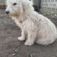 سگ پشمالو