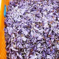 زعفران برتر قاین