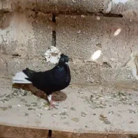 کبوتر دم سفید|پرنده|اهواز, دغاغله|دیوار
