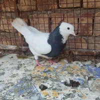 جفت طوق سیاه کرمان شاهی ضمانت تخم و جوجه
