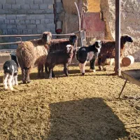 شیشک بره دار|حیوانات مزرعه|مرودشت, نقش رستم|دیوار