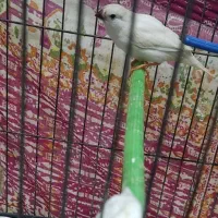 فروش یک عدد فنچ|پرنده|رشت, جماران|دیوار