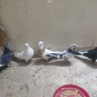 کفتر بهبونی|پرنده|شیراز, میرزاکوچک خان|دیوار