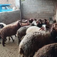 بره