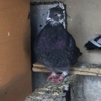 کبوتر|پرنده|نقده, |دیوار