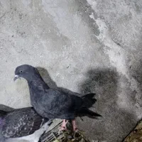 سه تا جوجه سالم|حیوانات|گرگان, |دیوار