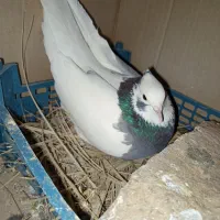 طوق سبز ماده|پرنده|شیراز, محمدیه|دیوار