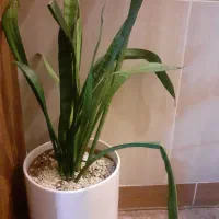 گل سانسوریا