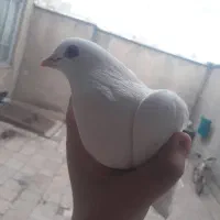 بیر دنه آق کفتر