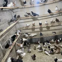 یک تیپ کفتر شهرستانی  رنگی کفتر خوب عالی