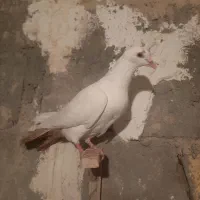 ماده دم زرد