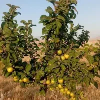 فروش باغ 2 هکتاری کبودراهنگ