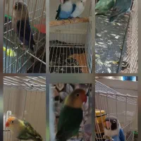 پرنده ،کوتوله برزیلی