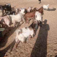 فروش کره نر