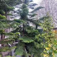 کاج مطبغ