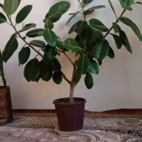 گل وگیاه زینتی و آپارتمانی