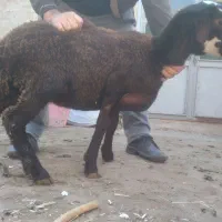 گوسفند برره نژاد دار و فوق العاده|حیوانات مزرعه|بناب, |دیوار