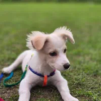 نژاد اشپیتز