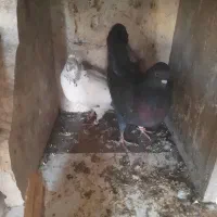 کاشونی درجه یک