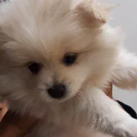 سگ پامر(توله)|سگ|همدان, |دیوار