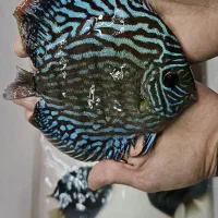 خاص ترین نژادا های دیسکس در ایران