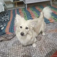 پامر اشپیتز