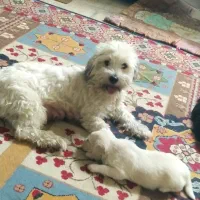 سگ شیتزو تریر نر ماده|سگ|کاشان, میدان کهنه|دیوار