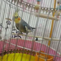 عروس هلندی|پرنده|تبریز, |دیوار