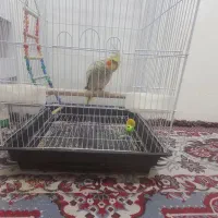 عروس هلندی|پرنده|قرچک, زیبا شهر|دیوار