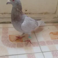 کبوتر 2 رگ|پرنده|سبزوار, طبرسی (جعفرآباد)|دیوار