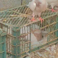 طوقی اجری9عدد|پرنده|بستک, |دیوار