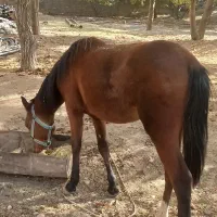 کره مادیون|اسب و تجهیزات اسبسواری|زاغه, |دیوار