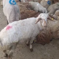 فروش گوسفند