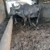 گاومیش زایده
