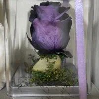 رز جاودان و تعدادی عروسک توافقی