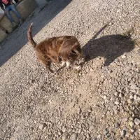 واگذاری سگ شیپیتزو|سگ|تبریز, |دیوار