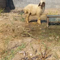 یک عدد بره نر