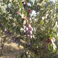 آلو حسنی